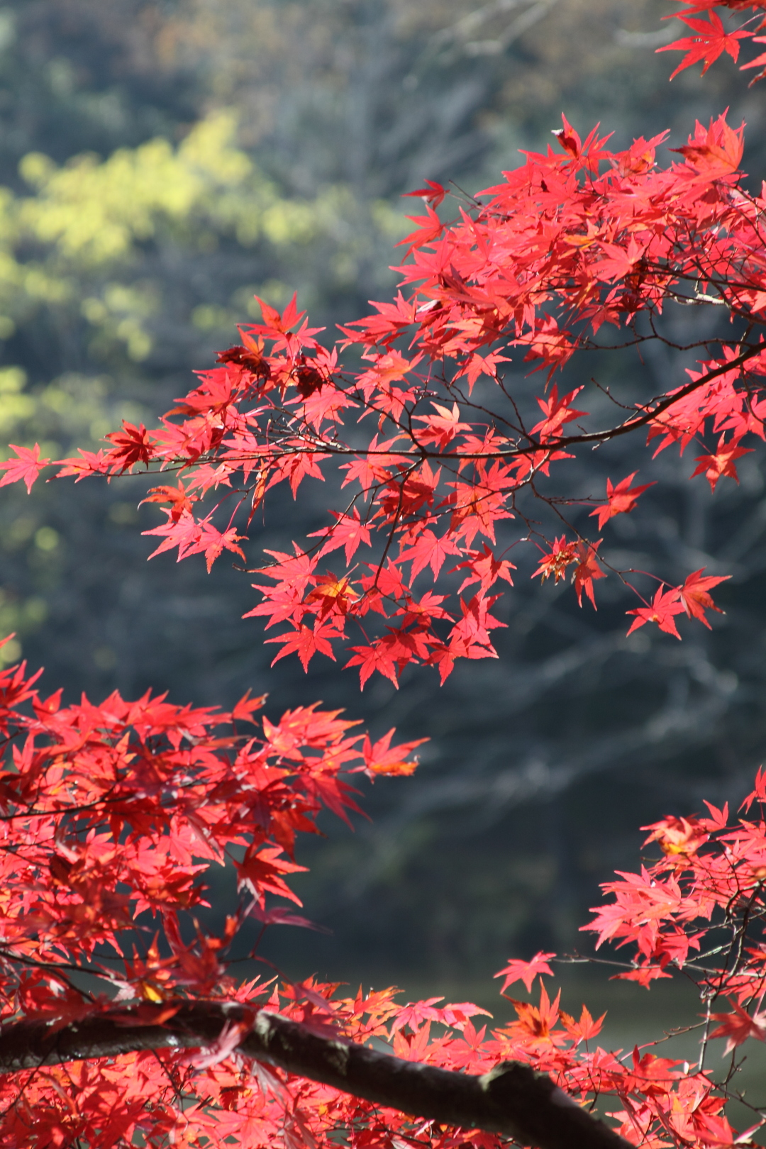 紅葉