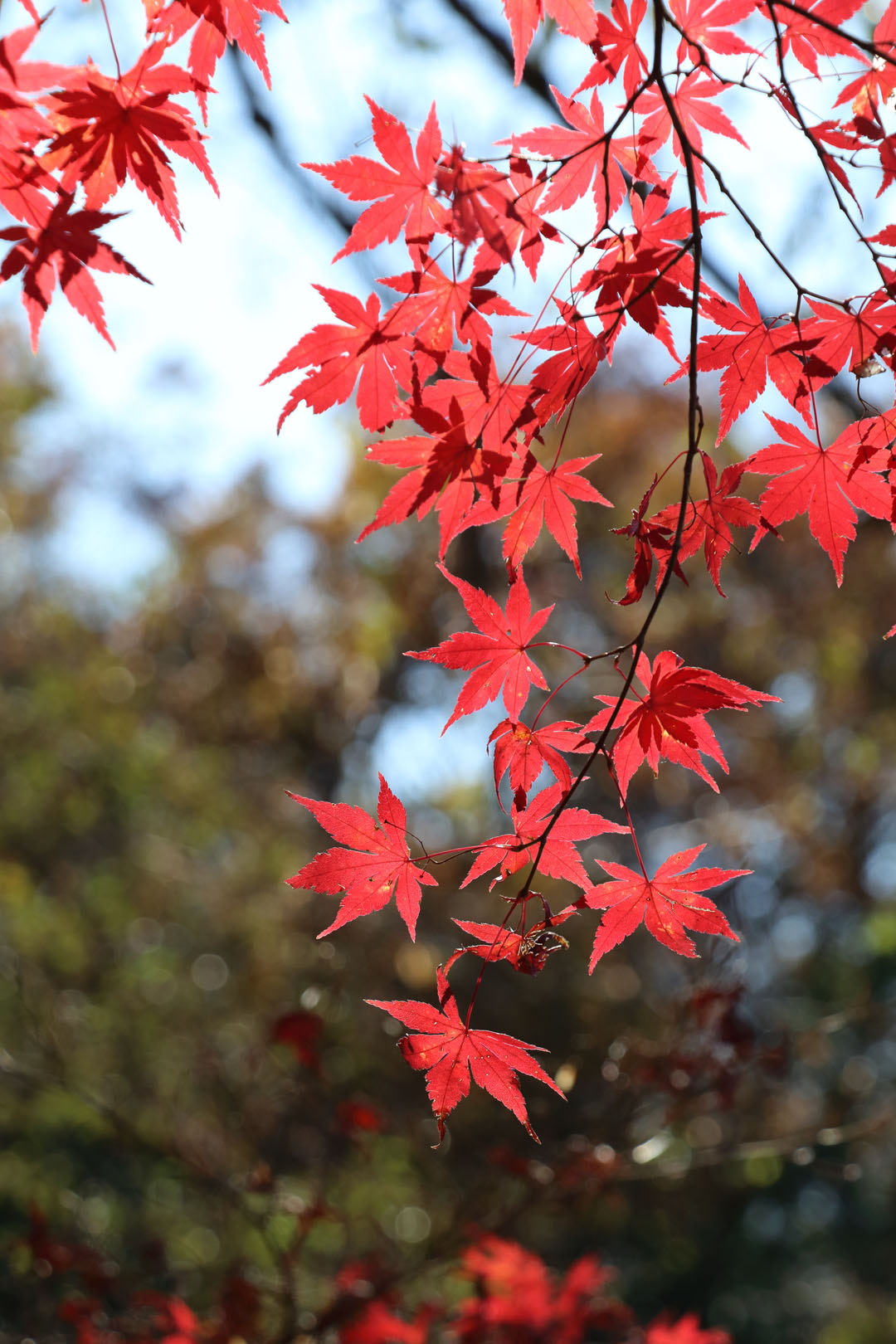 紅葉