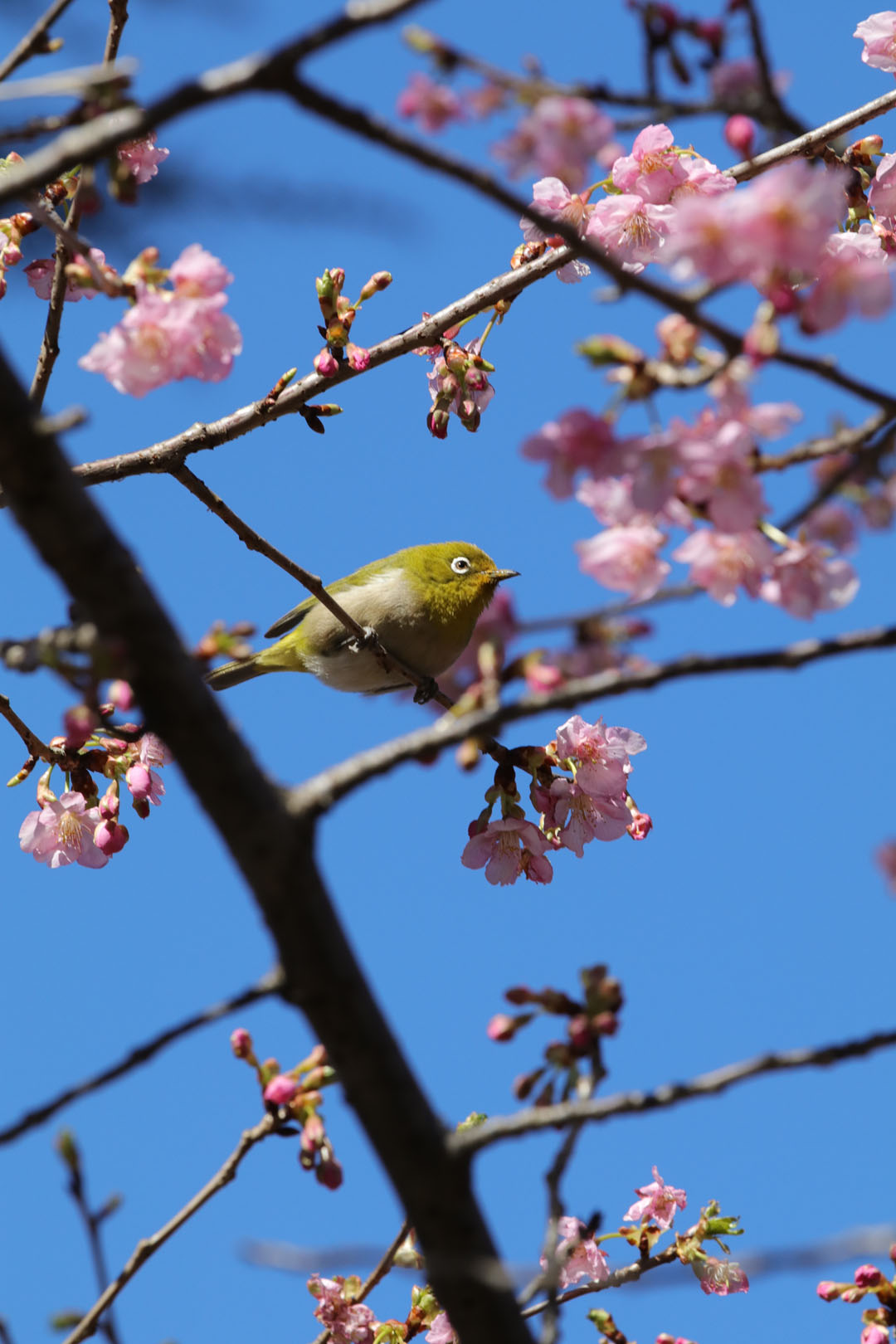 河津桜