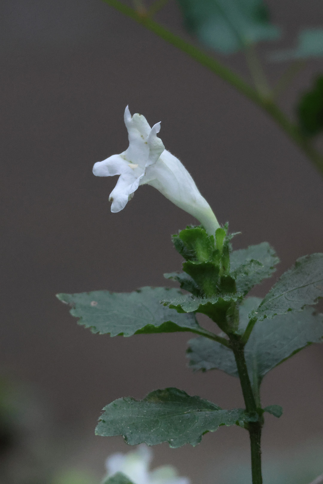 シロバナスズムシバナ