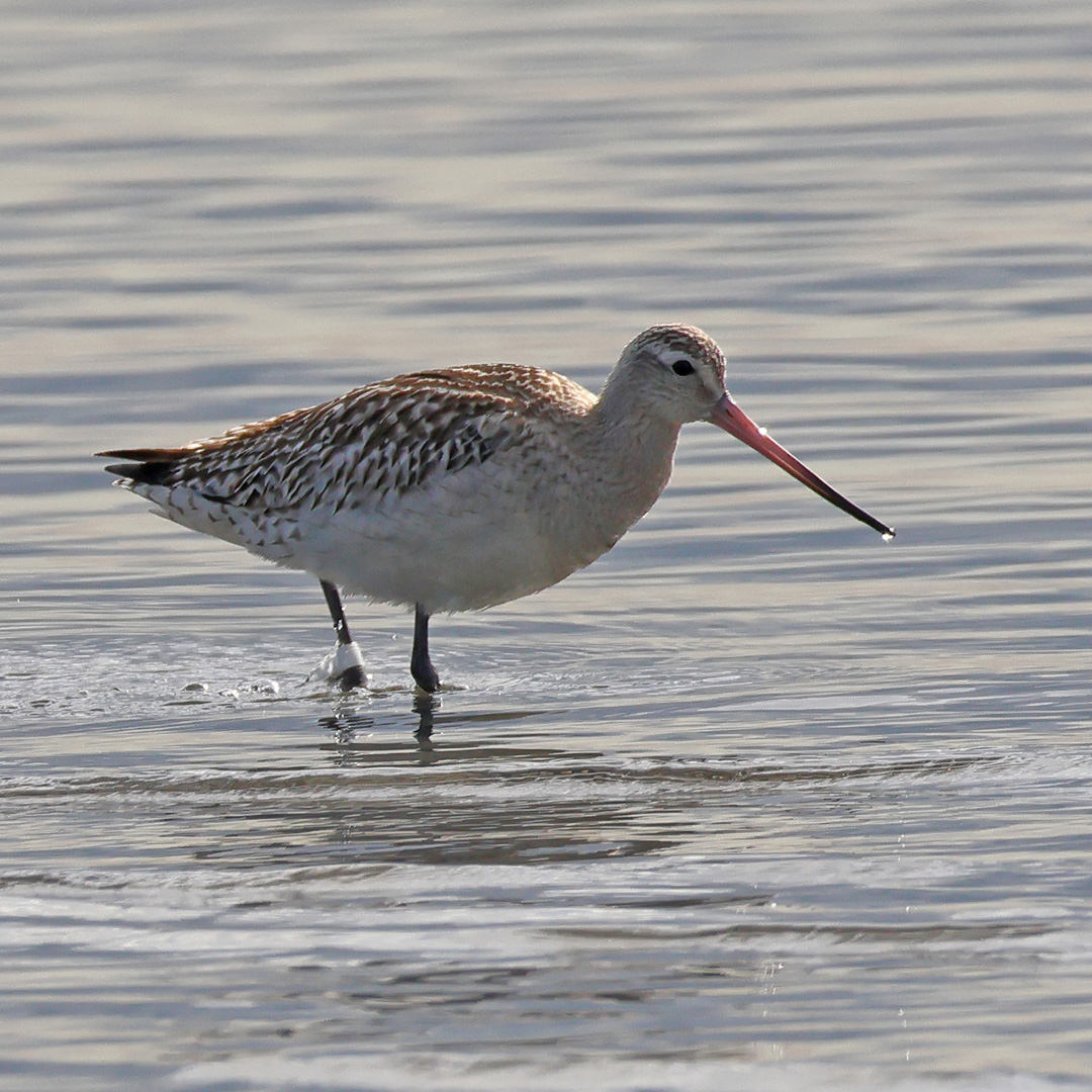 オオソリハシシギ