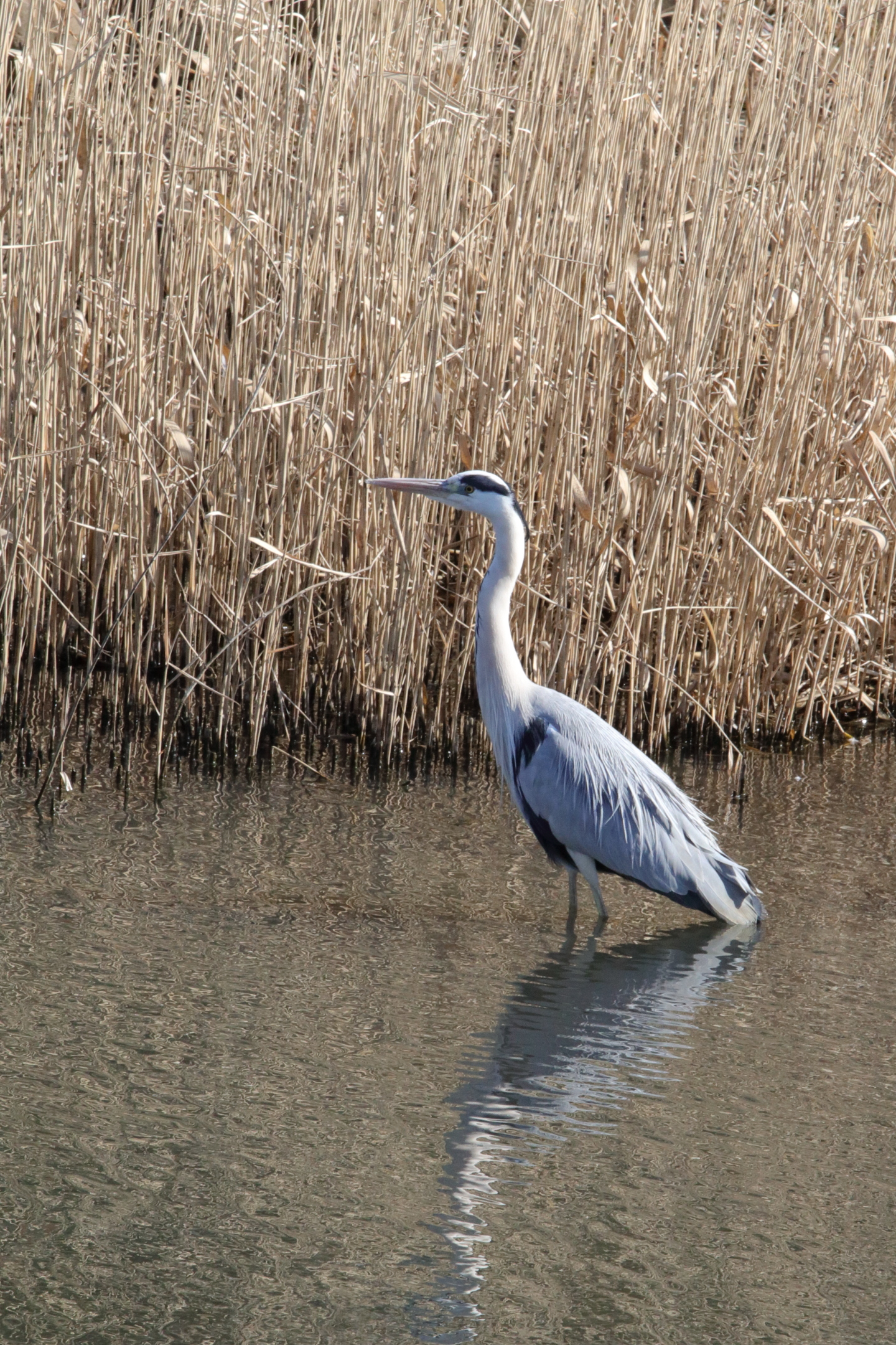 アオサギ