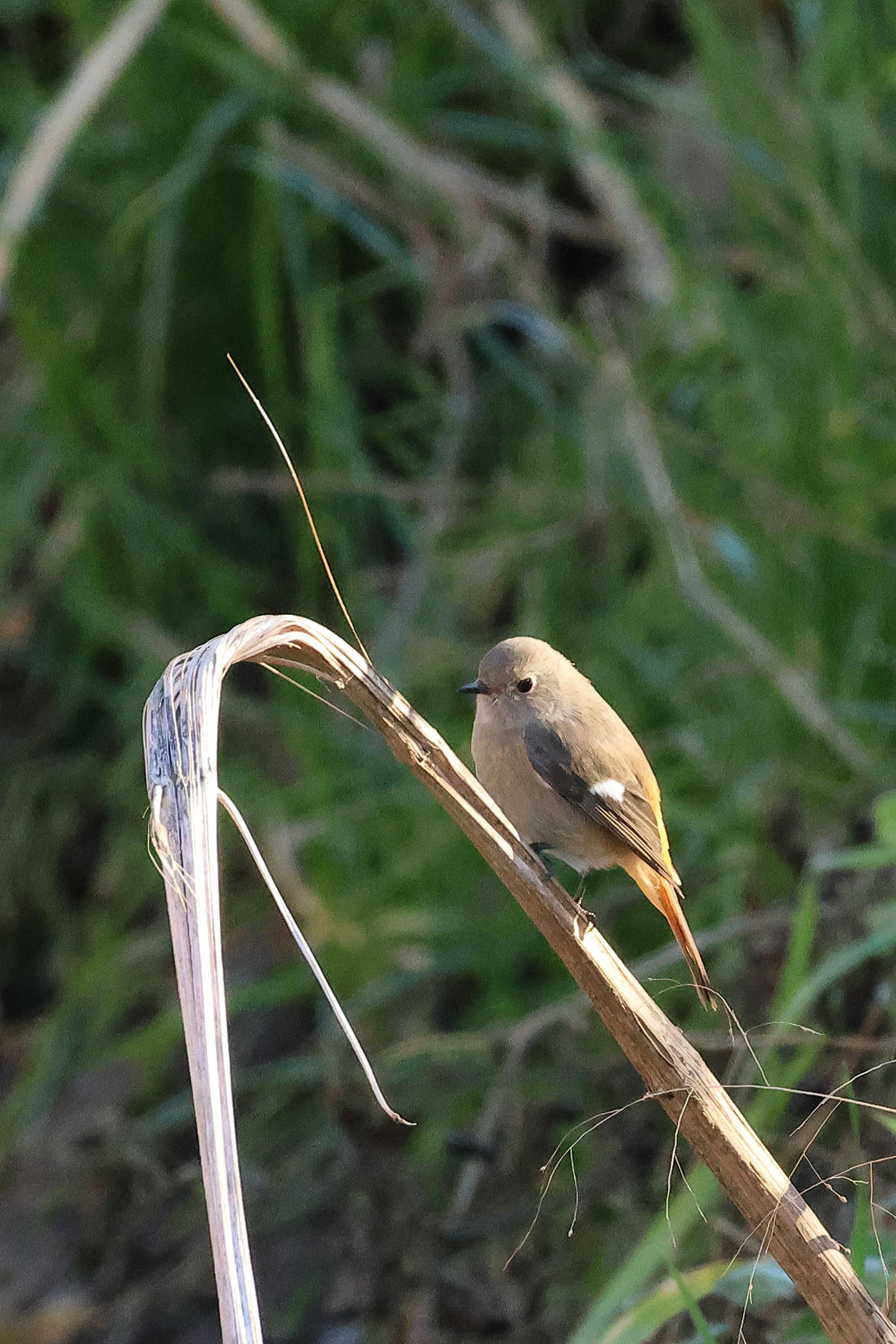 ジョウビタキ♀