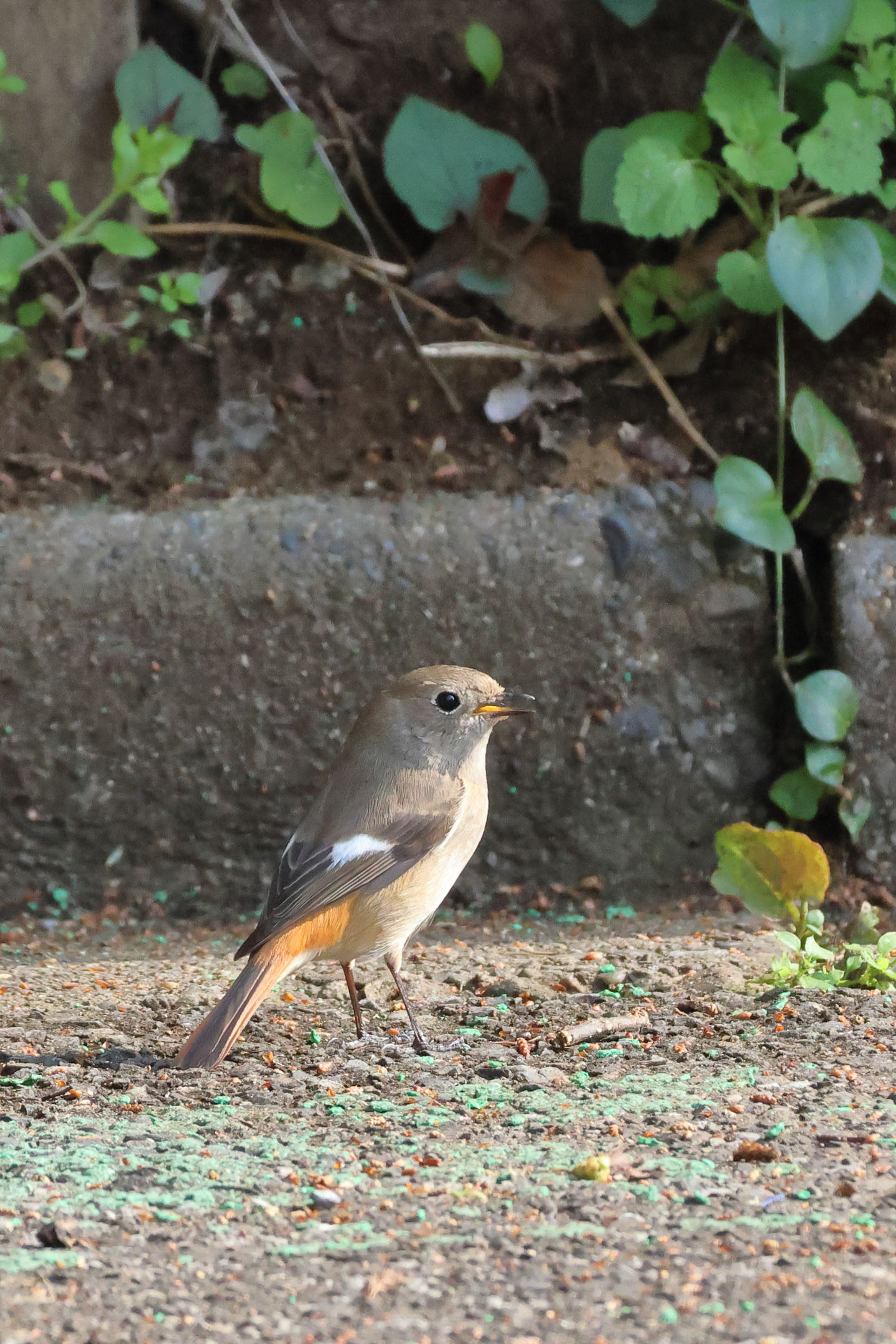 ジョウビタキ♀