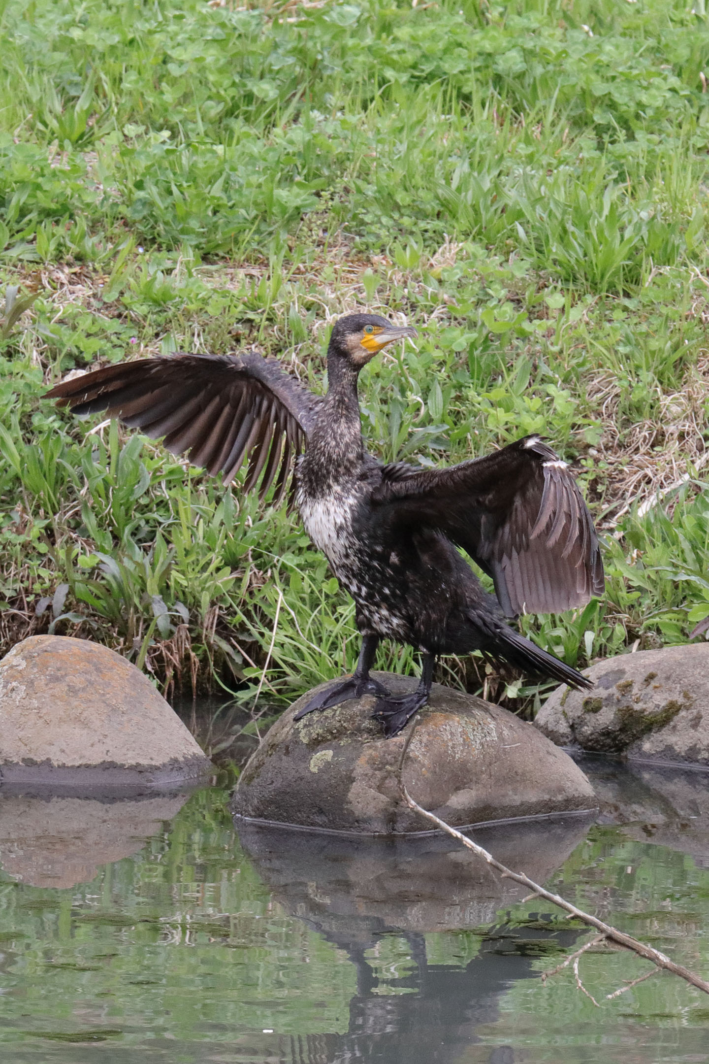 カワウ