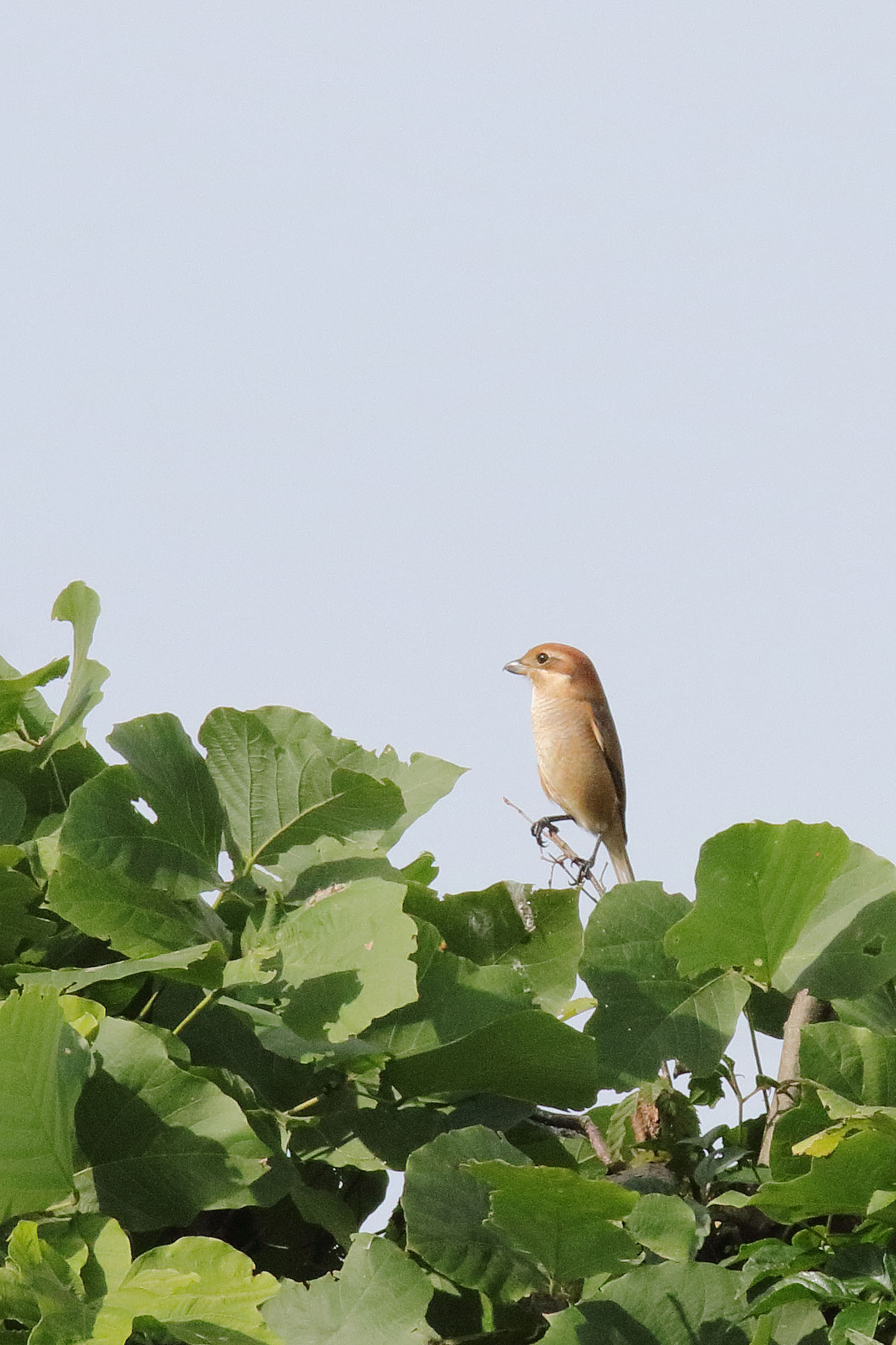 モズ♀