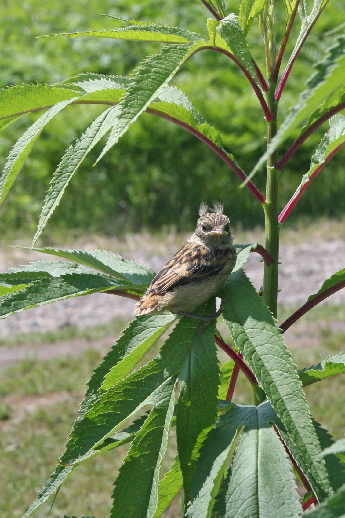 ノビタキ幼鳥