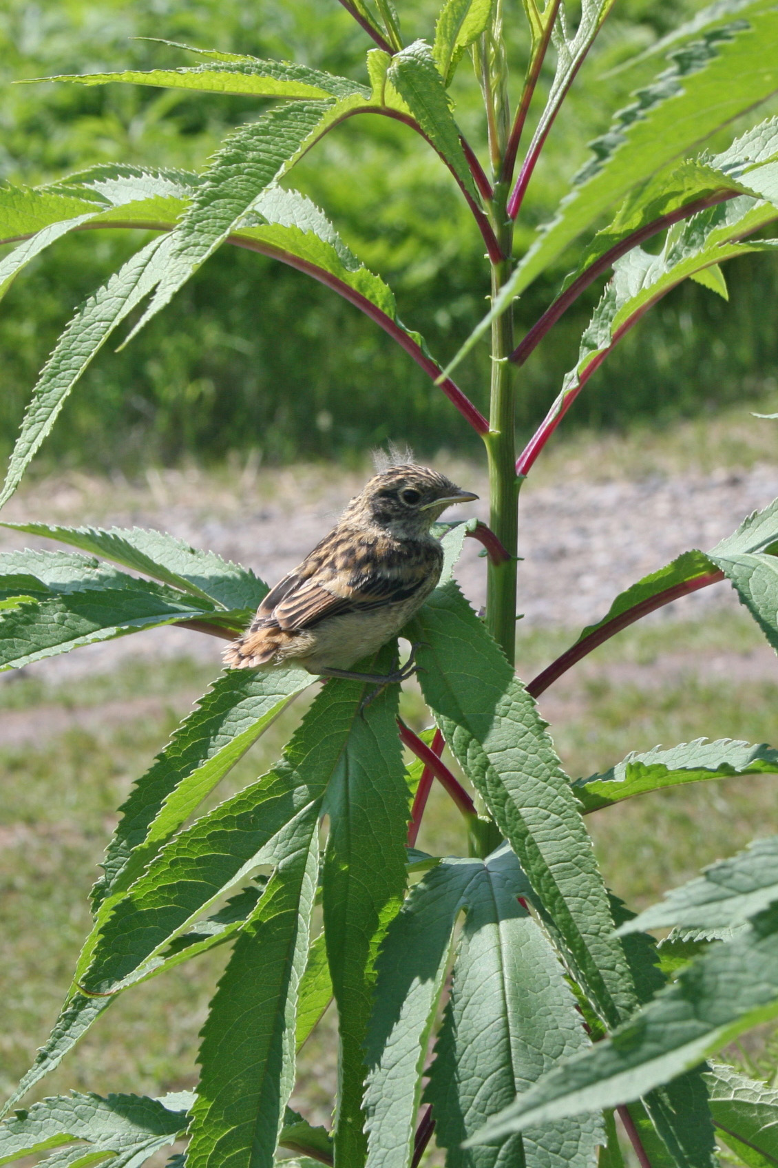 ノビタキ幼鳥