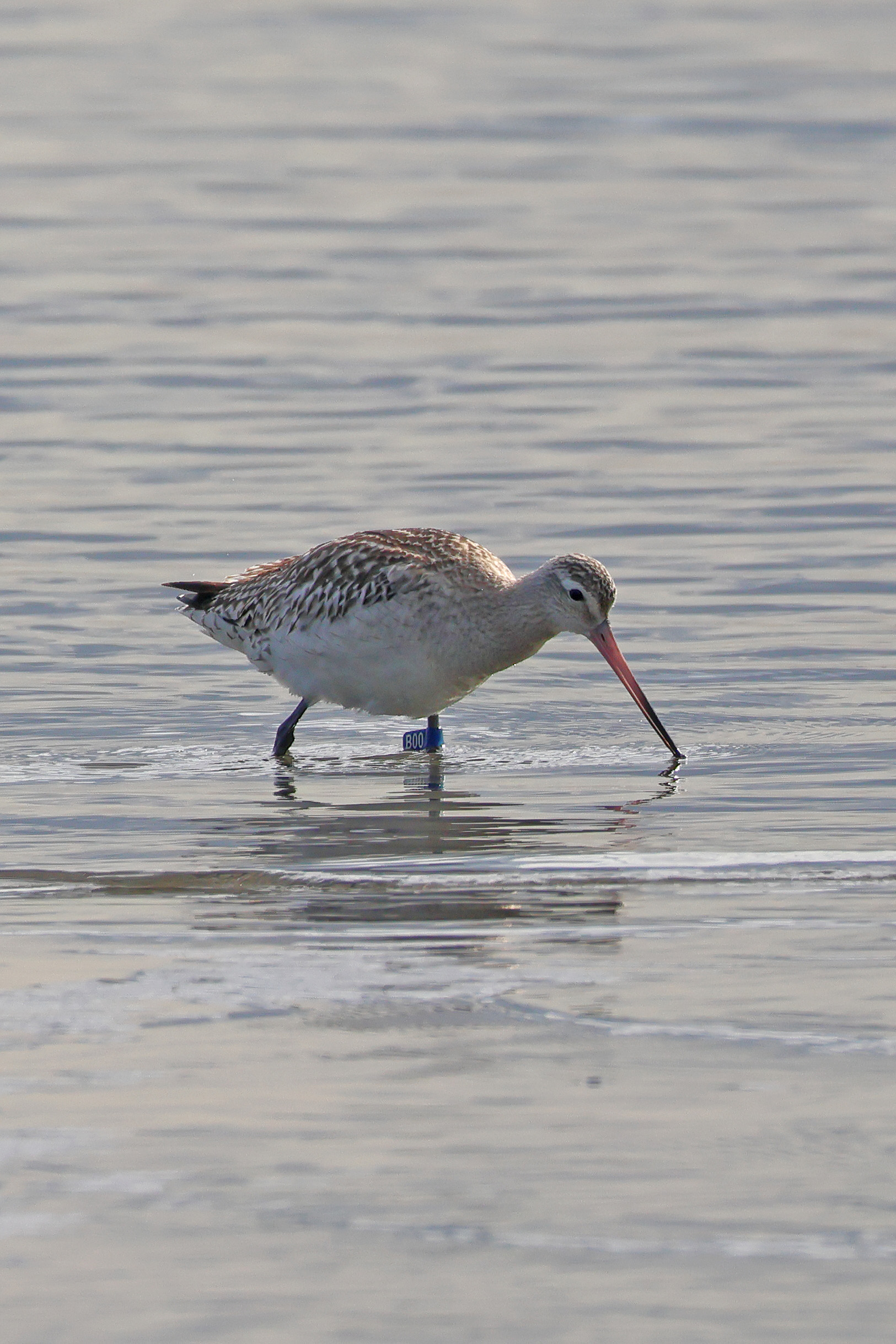 オオソリハシシギ