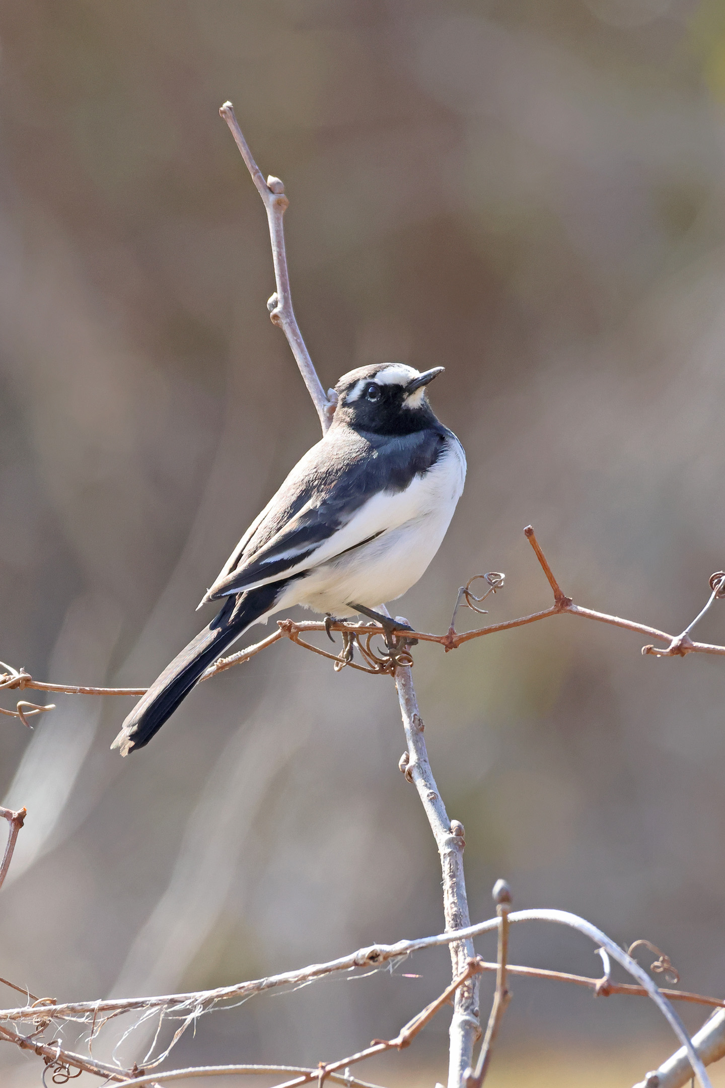 セグロセキレイ