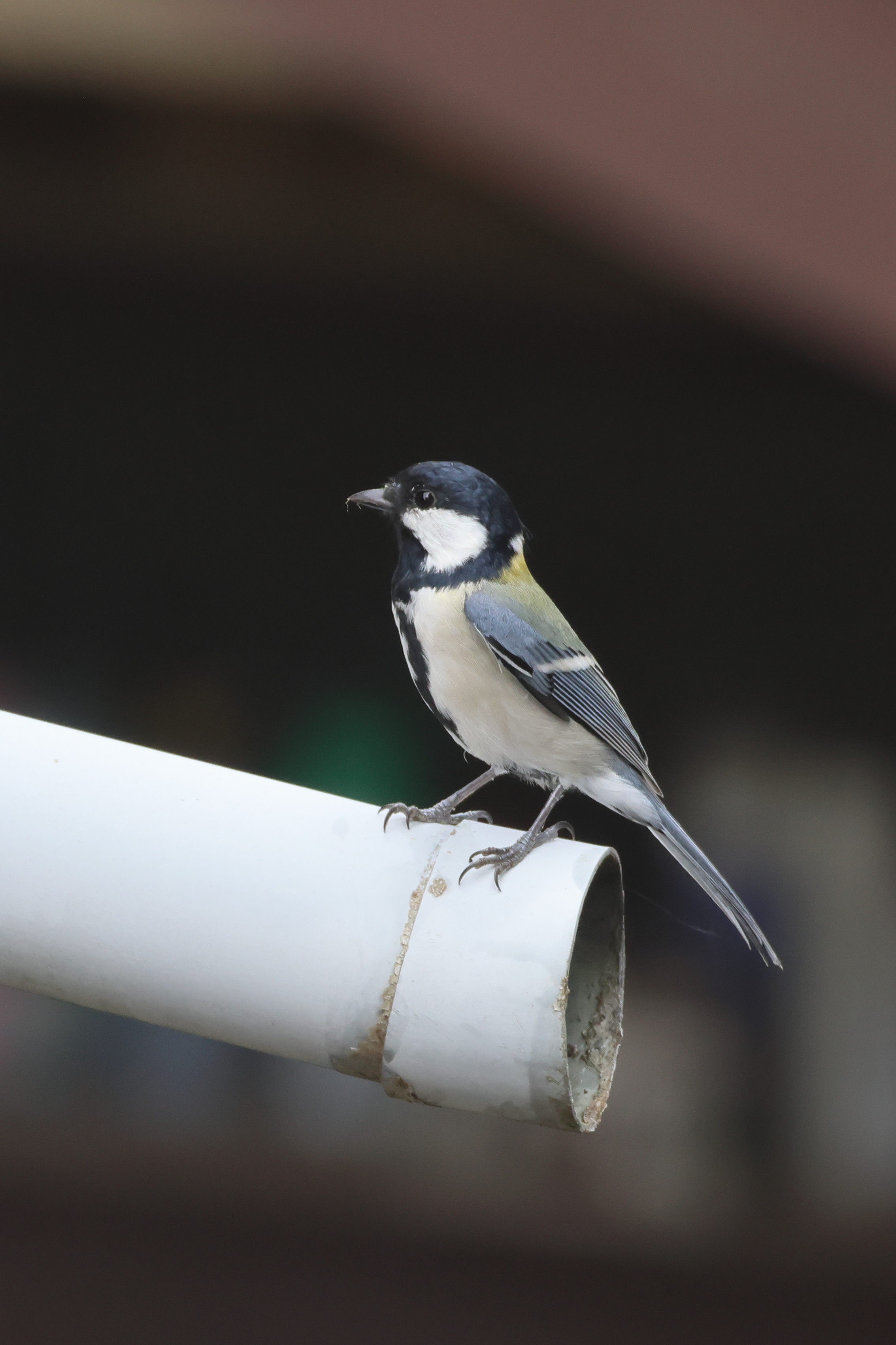 シジュウカラ♀