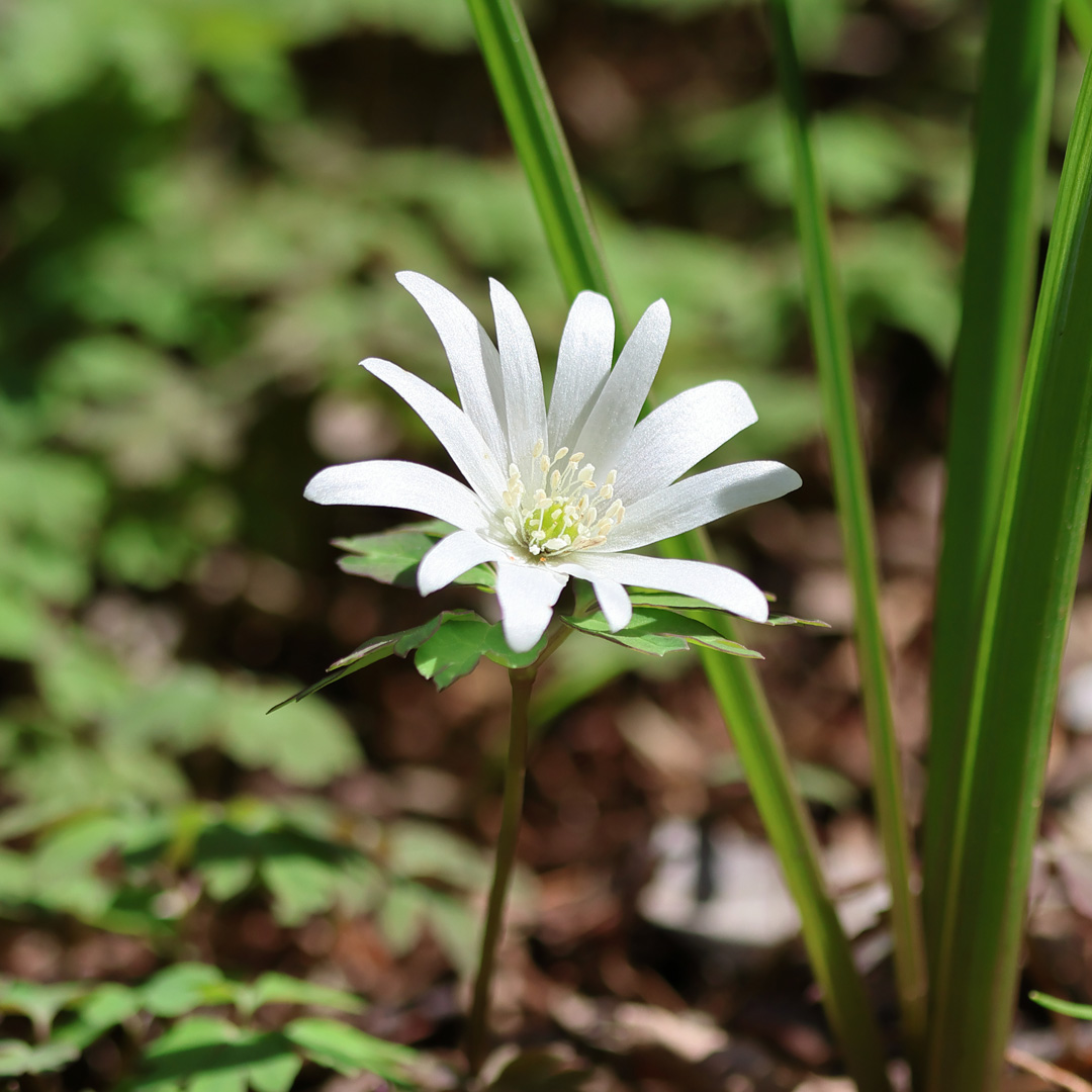 2025年_アズマイイチゲ